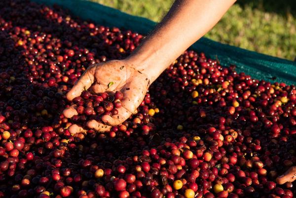 Foto di Caffè specialty dalle pendici vulcaniche di Panama